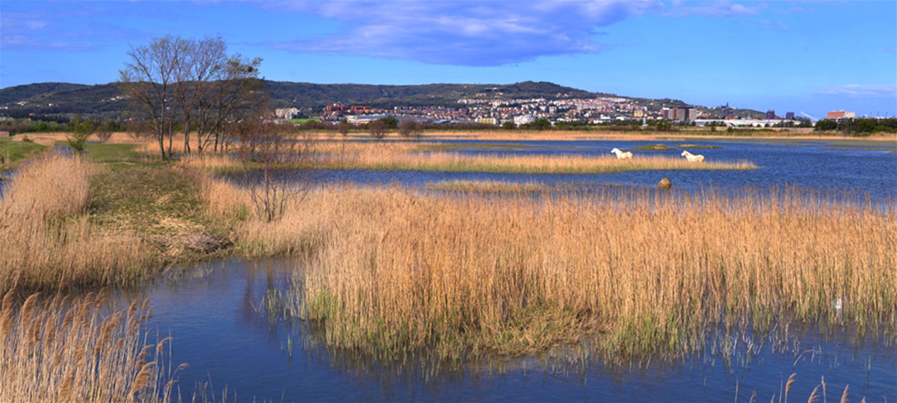 Skocjanski Zatok Nature Reserve